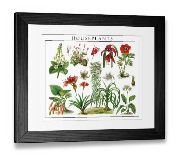 Framed Print : Old engraved illustration of blossom houseplants Framed Print : Old engraved illustration of blossom houseplants