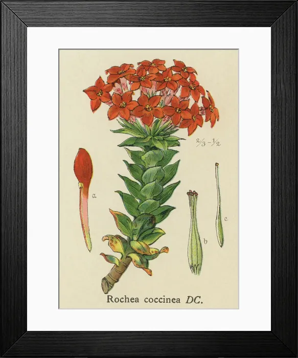 Framed Print : Old chromolithograph illustration of Botany, scarlet crassula (Crassula coccinea or Rochea Coccinea) Framed Print : Old chromolithograph illustration of Botany, scarlet crassula (Crassula coccinea or Rochea Coccinea)