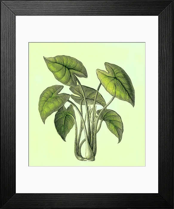Framed Print : Old engraved illustration of Botany, Taro, kalo or godere (Colocasia esculenta) Framed Print : Old engraved illustration of Botany, Taro, kalo or godere (Colocasia esculenta)