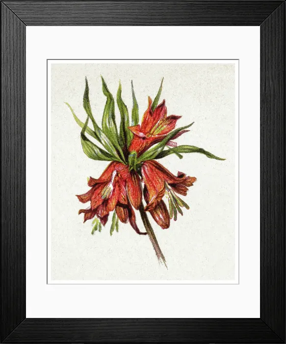 Framed Print : Old chromolithograph illustration of Botany, Crown imperial, imperial fritillary or Kaiser's crown (Fritillaria imperialis rubra)