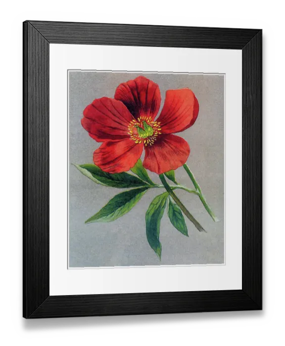 Framed Print : Old chromolithograph illustration of Botany, the common peony or garden peony (Paeonia officinalis) a species of flowering plant in the family Paeoniaceae Framed Print : Old chromolithograph illustration of Botany, the common peony or garden peony (Paeonia officinalis) a species of flowering plant in the family Paeoniaceae