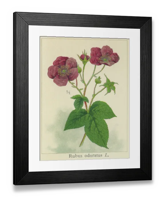 Framed Print : Old chromolithograph illustration of Botany, the purple-flowered raspberry, flowering raspberry, or Virginia raspberry (Rubus odoratus) Framed Print : Old chromolithograph illustration of Botany, the purple-flowered raspberry, flowering raspberry, or Virginia raspberry (Rubus odoratus)