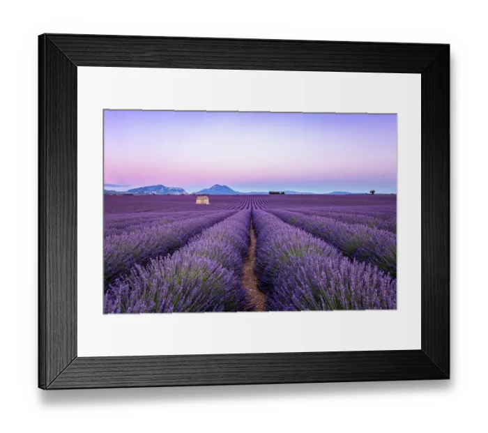 Framed Print : Lavender field at sunset, Valensole, Provence, France Framed Print : Lavender field at sunset, Valensole, Provence, France