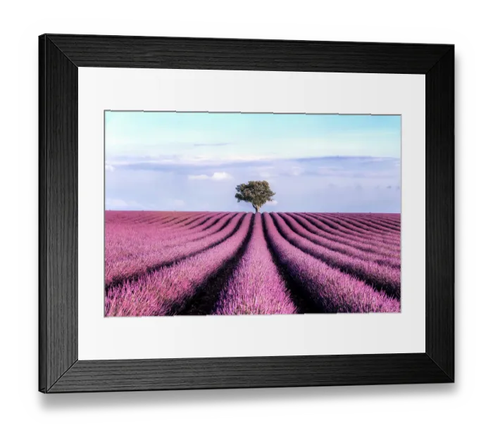 Framed Print : Lavender Field with a Tree in the end against the Sky during Summer Sunset