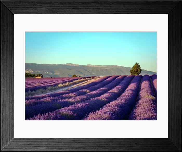 Framed Print : Blooming fields of lavender Framed Print : Blooming fields of lavender