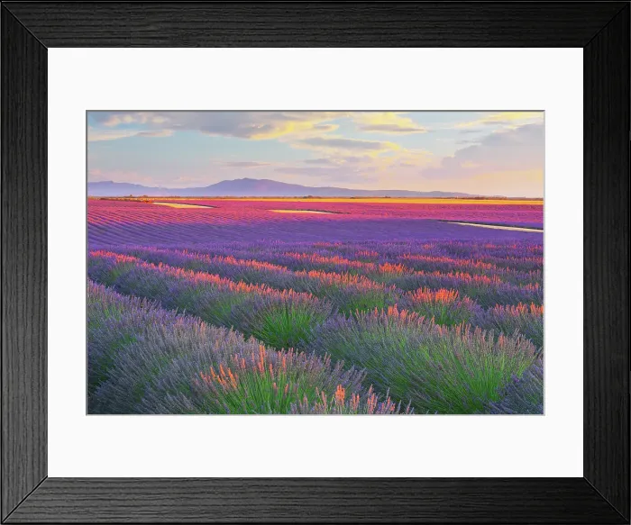 Framed Print : Lavander fields in Provence, France Framed Print : Lavander fields in Provence, France