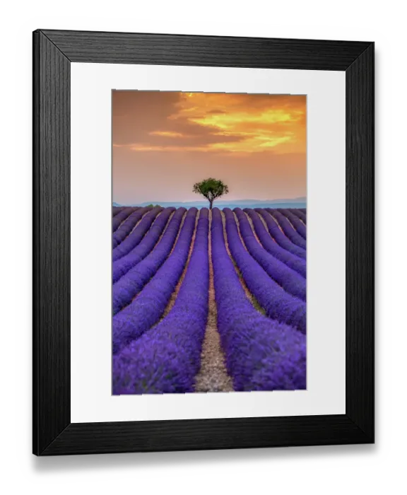Framed Print : Sunset over Provence lavender field Framed Print : Sunset over Provence lavender field