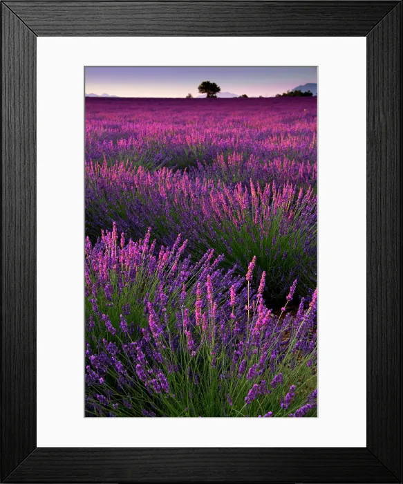 Framed Print : Lavender field Framed Print : Lavender field