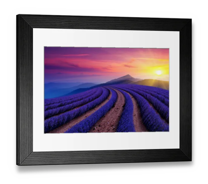 Framed Print : beautiful Lavender field Framed Print : beautiful Lavender field