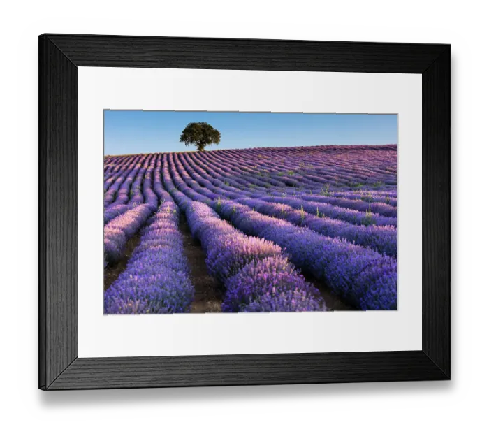 Framed Print : Bulgaria - Juny 2017: Field of lavender in morning light Framed Print : Bulgaria - Juny 2017: Field of lavender in morning light