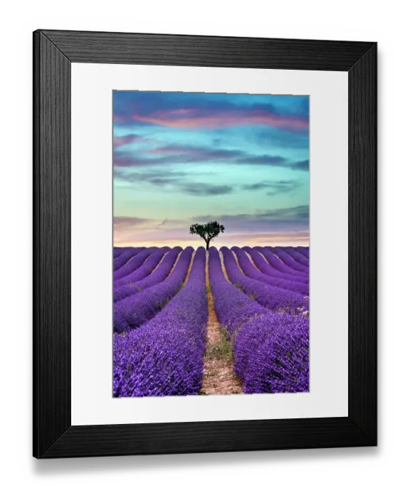 Framed Print : Lavender summer sunset landscape Framed Print : Lavender summer sunset landscape