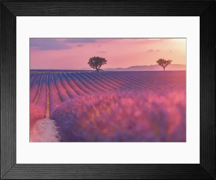 Framed Print : Sunset over a violet lavender field in Provence, France Framed Print : Sunset over a violet lavender field in Provence, France