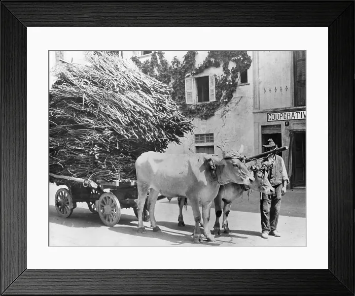 Framed Print : CARTS IN SWITZERLAND Framed Print : CARTS IN SWITZERLAND