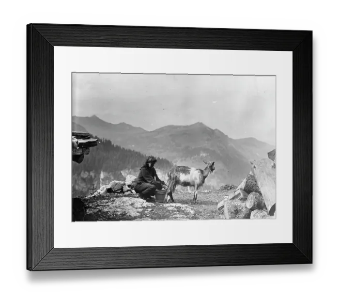 Framed Print : MILKING GOATS IN SWITZERLAND Framed Print : MILKING GOATS IN SWITZERLAND