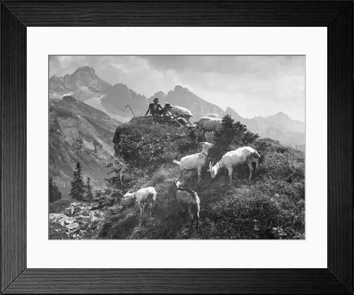 Framed Print : GOAT HEARDER IN SWITZERLAND Framed Print : GOAT HEARDER IN SWITZERLAND