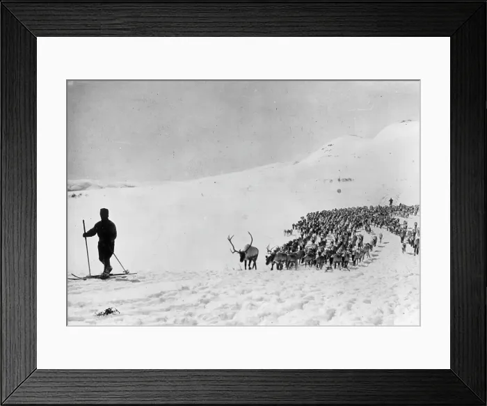 Framed Print : REINDEER IN SWEDEN Framed Print : REINDEER IN SWEDEN