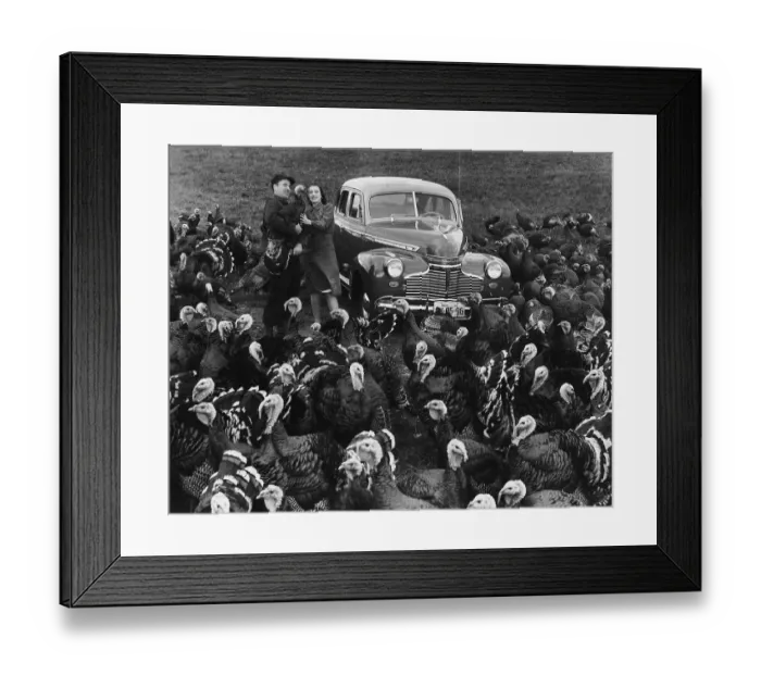 Framed Print : Beware Turkeys