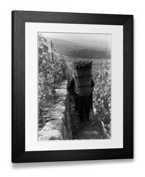 Framed Print : GRAPE HARVEST Framed Print : GRAPE HARVEST