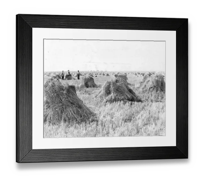 Framed Print : Men In Wheat Fields Of Saskatchewan, Canada Framed Print : Men In Wheat Fields Of Saskatchewan, Canada