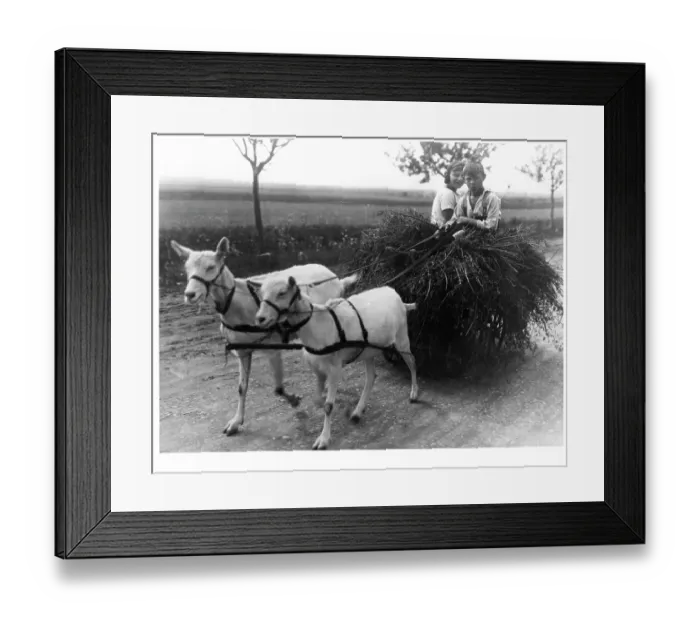 Framed Print : Goats Pulling Children On Hay Cart In Canada Framed Print : Goats Pulling Children On Hay Cart In Canada