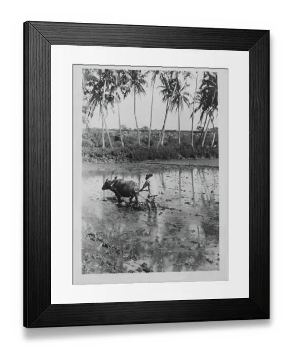 Framed Print : Hawaii. Traditional farming methods in Hawaii, circa 1920-1950 Framed Print : Hawaii. Traditional farming methods in Hawaii, circa 1920-1950