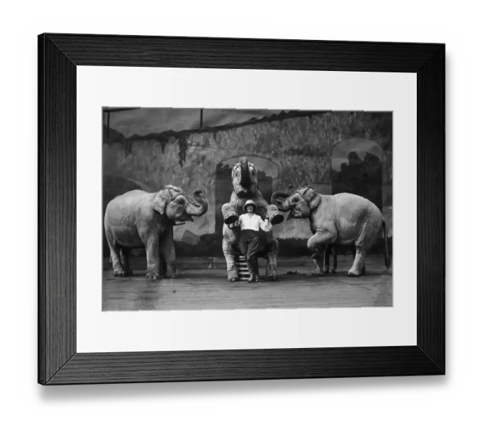 Framed Print : Elephant Trainer Framed Print : Elephant Trainer