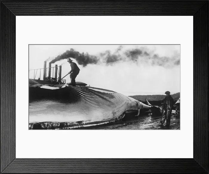 Framed Print : Whale Flensing Framed Print : Whale Flensing
