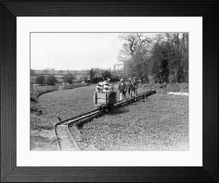 Framed Print : WATER CRESS HARVESTING Framed Print : WATER CRESS HARVESTING