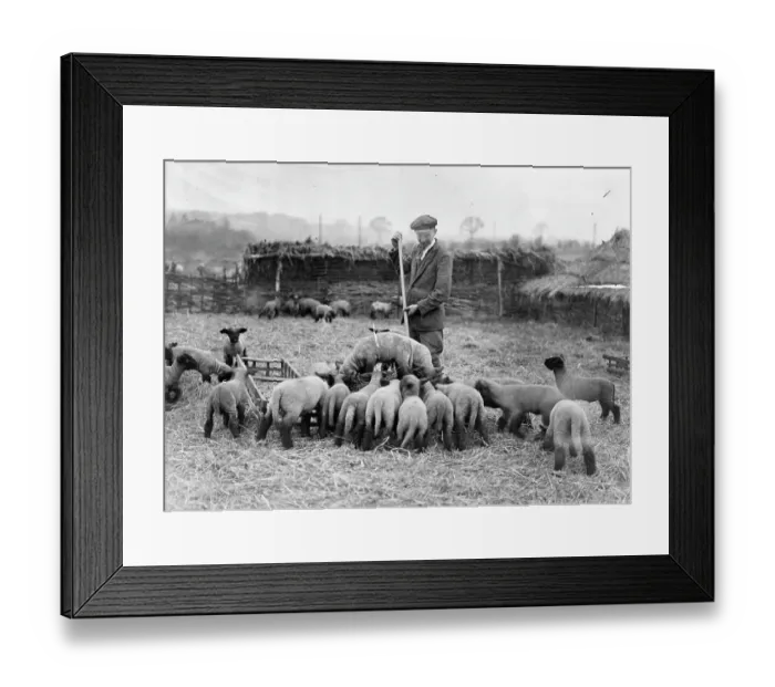 Framed Print : LAMB FARMING Framed Print : LAMB FARMING