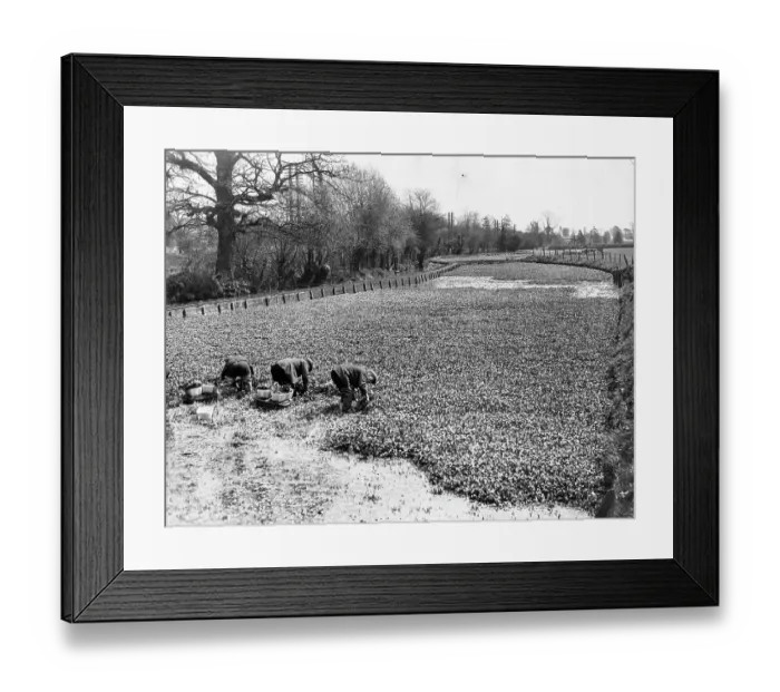 Framed Print : HARVESTING WATER CRESS
