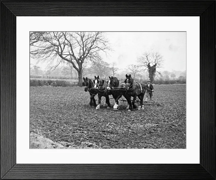 Framed Print : PLOWING A FIELD Framed Print : PLOWING A FIELD