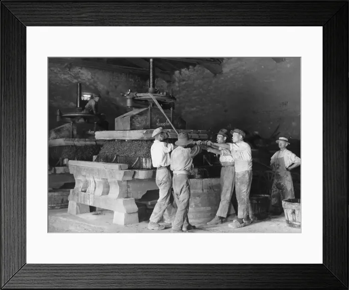 Framed Print : Grape Harvest Framed Print : Grape Harvest