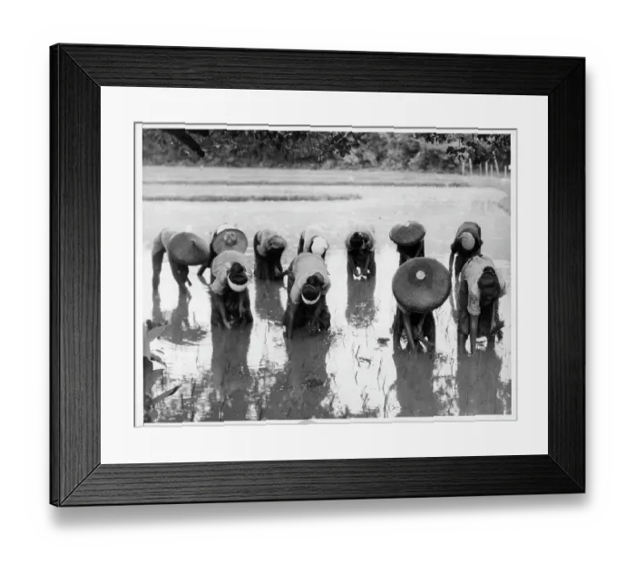 Framed Print : Women Planting Rice in The Philippines Framed Print : Women Planting Rice in The Philippines