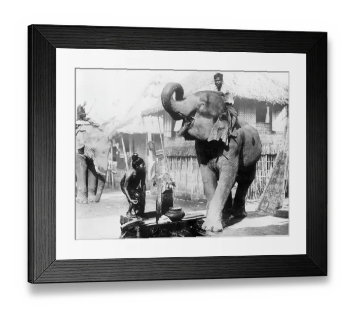 Framed Print : Elephant Coming To Quench Its Thirst In Burma Framed Print : Elephant Coming To Quench Its Thirst In Burma