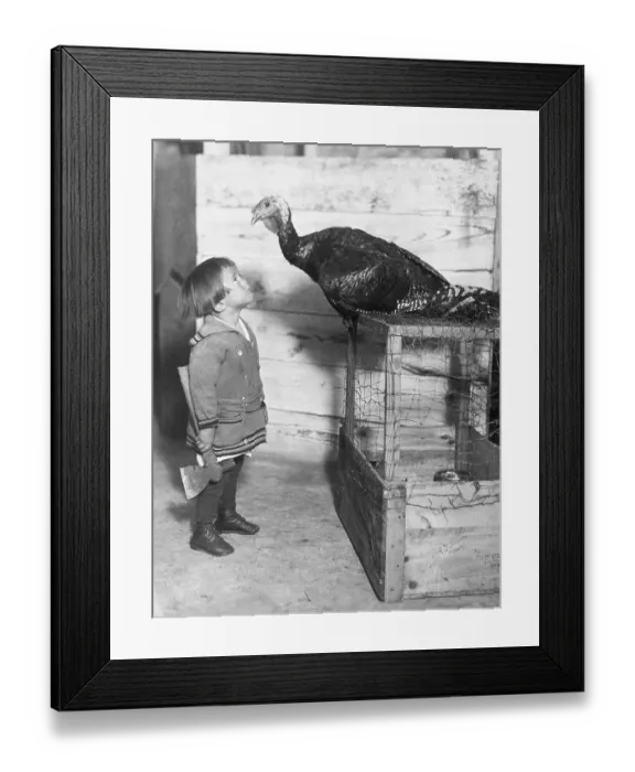 Framed Print : Turkey Trouble Framed Print : Turkey Trouble