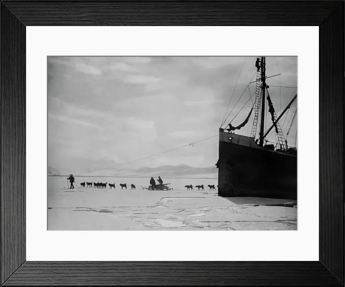 Framed Print : Spitsbergen Dog Team Framed Print : Spitsbergen Dog Team