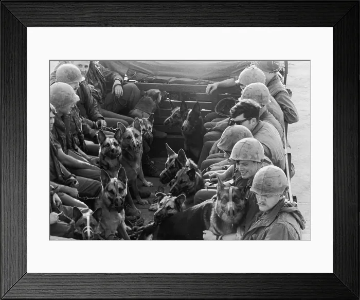 Framed Print : Canine Patrol Framed Print : Canine Patrol