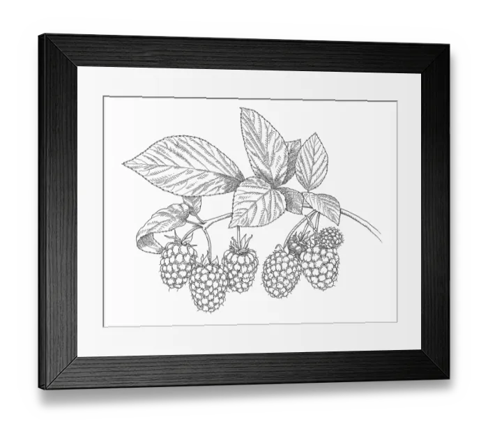 Framed Print : Raspberry Plant Framed Print : Raspberry Plant