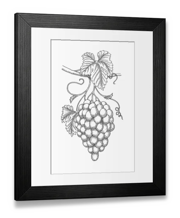 Framed Print : Grapevine. Dorling Kindersley Prints Framed Print : Grapevine. Dorling Kindersley Prints
