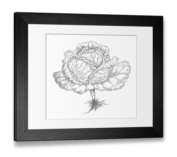 Framed Print : Cabbage. Dorling Kindersley Prints Framed Print : Cabbage. Dorling Kindersley Prints