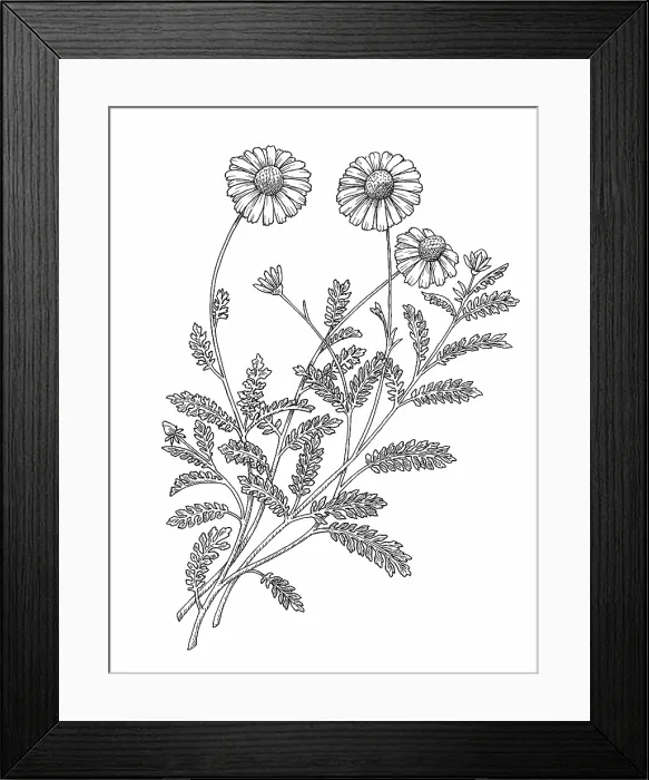 Framed Print : Camomile. Dorling Kindersley Prints