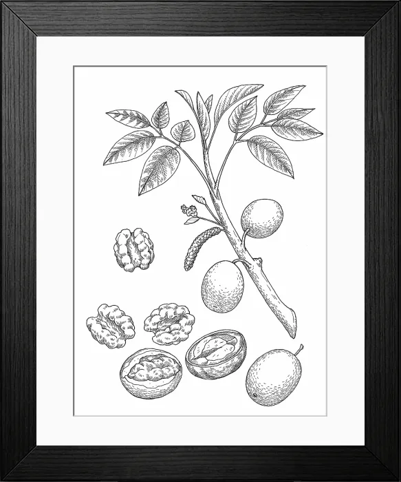 Framed Print : Walnut. Dorling Kindersley Prints Framed Print : Walnut. Dorling Kindersley Prints