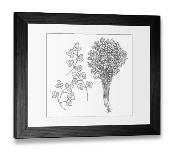 Framed Print : Parsley. Dorling Kindersley Prints