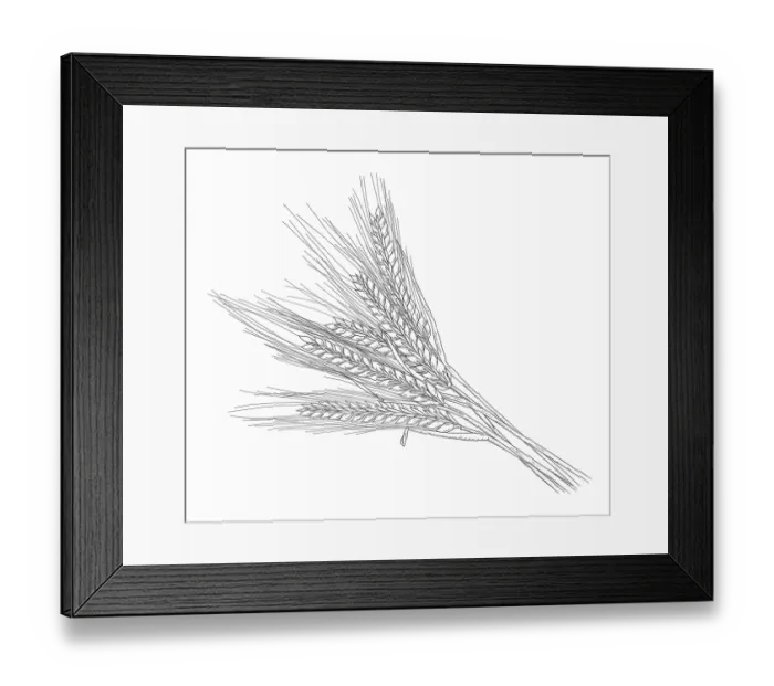 Framed Print : Barley. Dorling Kindersley Prints