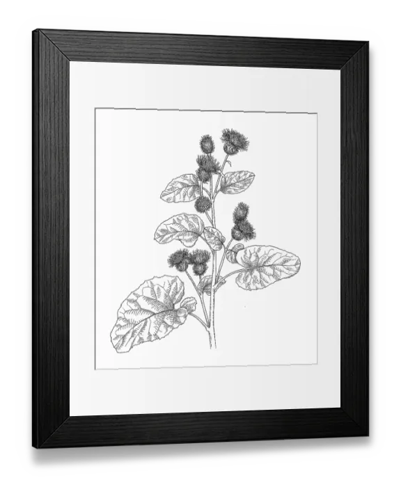 Framed Print : Burdock Plant
