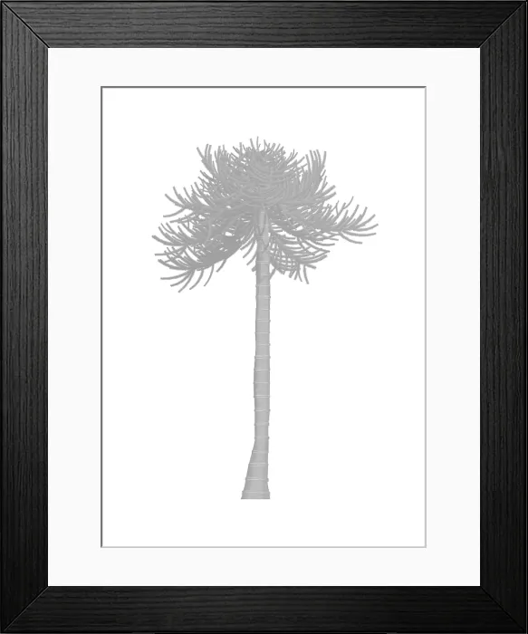 Framed Print : Monkey puzzle tree