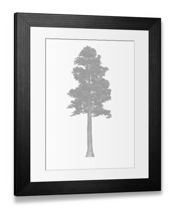 Framed Print : Sugar pine tree