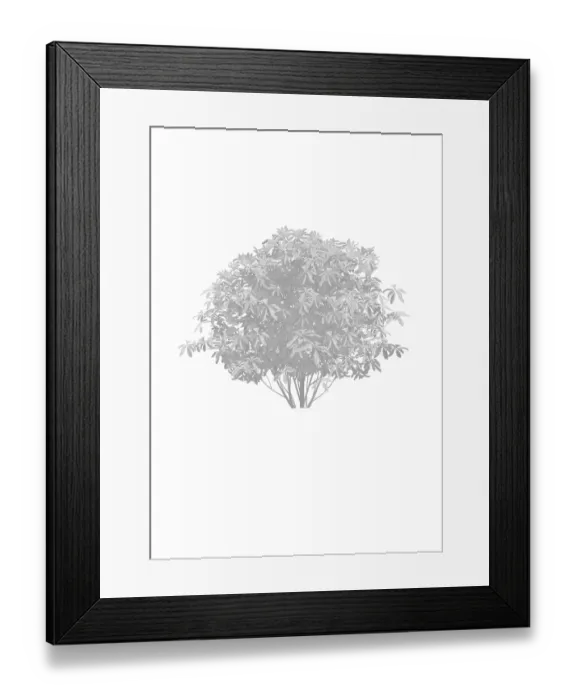 Framed Print : Umbrella Magnolia tree