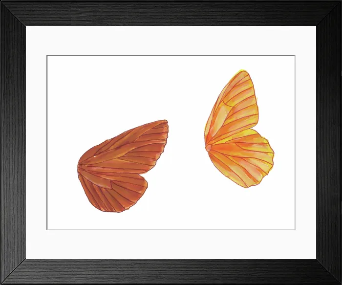 Framed Print : Illustration of the different vein patterns of butterfly and moth wings. (Butterfly right, moth left)