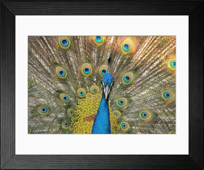 Framed Print : Guatemalan pride Framed Print : Guatemalan pride
